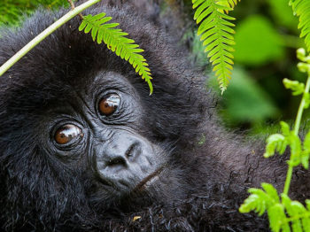 6 Days Idyllic Safaris and Gorilla Encounters