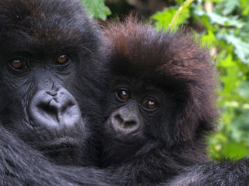 5 Days Double Gorilla Trekking Expedition