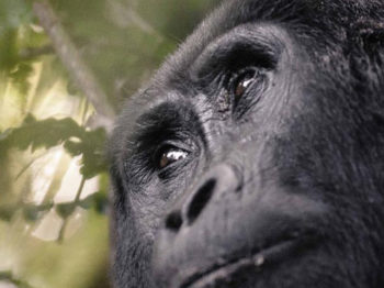 9 Days Chimpanzee Habituation And Gorilla Trekking