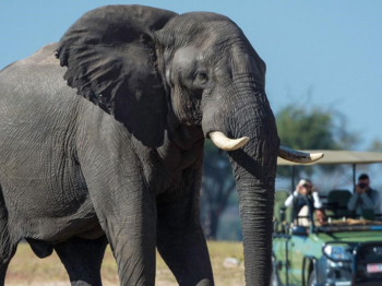 10 Days the Ultimate Zimbabwe Luxury Safari