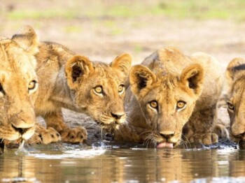 16 Days Of The Wild Frontiers