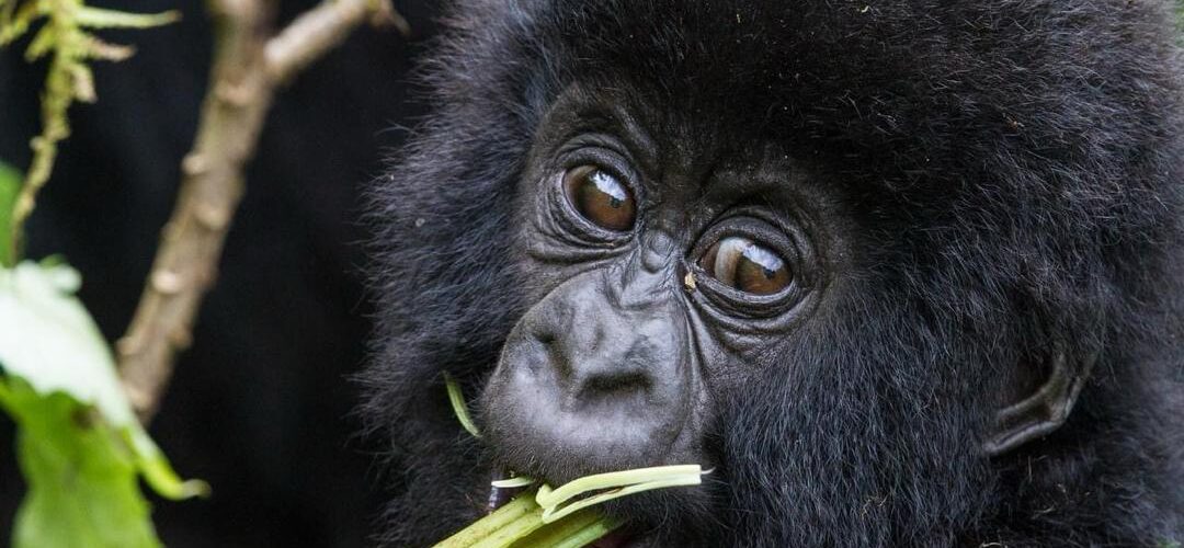 Rwanda