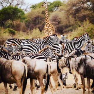 From some of the world’s most dramatic landscapes, unforgettable wildlife experiences and outdoor adventures, our wide selection of African safari holidays are impossible to beat. Escape to places governed by the ancient rhythms of the seasons, rather than the clock and the calendar.
Book your Journey with us ;
Email : info@luxury-africa.com
Call/WhatsApp +250791348719
Or visit our website www.luxury-africa.com
.
.
.
.
#serengetinationalpark  #safari #travelblogger #masaimara #masaimaranationalpark #ngorongoroconservationarea #magicalkenya #travelphotography #travelluxury #luxury #luxurious #luxurioussafari #luxuryafricatours #greatmigration #magicalkenya #greatmigrationsafari #traveltoafrica 
https://luxury-africa.com/tours/6-days-into-the-wild-african-safari/